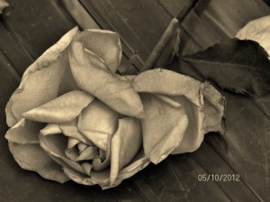 black_and_white__wilted_rose__by_zowie17-d4zerax