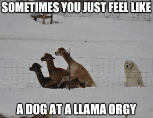 dog-at-llama-orgy