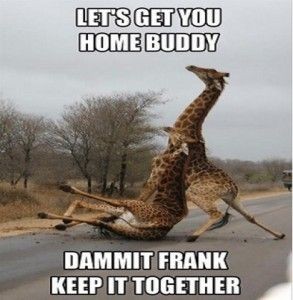 drunk-giraffe