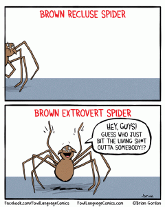 spider-recluse-introvert