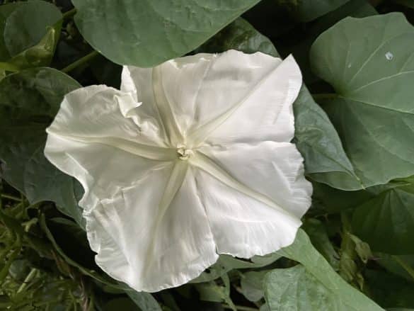 White moonflower